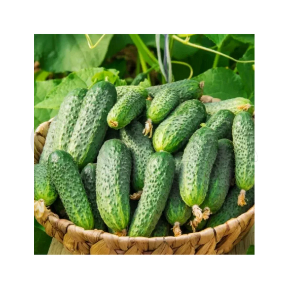 Огурец  Барон F1 корнишон 25 шт РЕДКИЕ СЕМЕНА