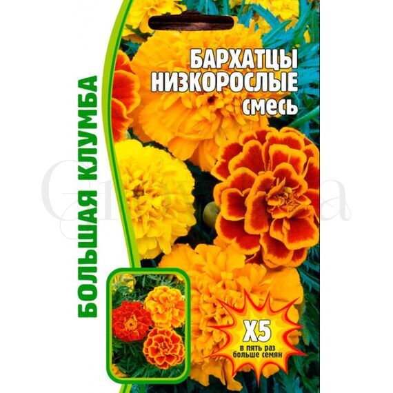 Бархатцы Низкорослые Смесь 100 шт РЕДКИЕ СЕМЕНА