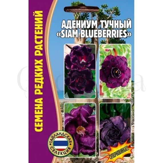 Адениум тучный Siam blueberries 3 шт РЕДКИЕ СЕМЕНА