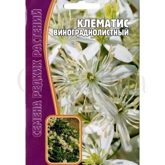 Клематис Винограднолистный 7 шт РЕДКИЕ СЕМЕНА