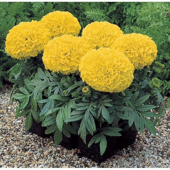 Бархатцы прямостоячие Antigua Yellow F1 5 шт РЕДКИЕ СЕМЕНА