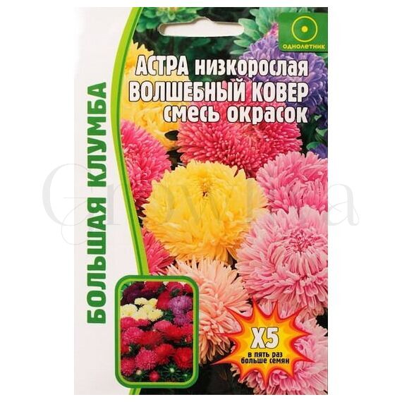 Астра низкорослая Волшебный ковер смесь окрасок  100 шт РЕДКИЕ СЕМЕНА