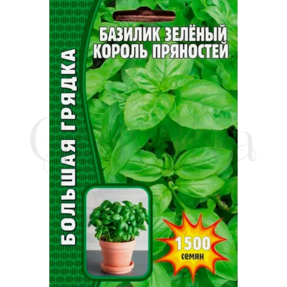 Базилик зелёный Король Пряностей 1500 шт РЕДКИЕ СЕМЕНА
