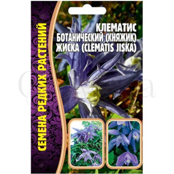 Клематис ботанический (княжик) Жиска 3 шт РЕДКИЕ СЕМЕНА
