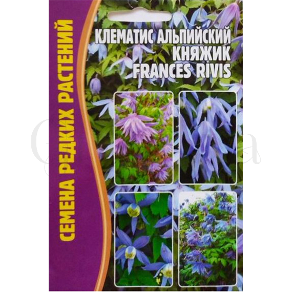 Клематис альпийский Княжик  Frances Rivis  3 шт РЕДКИЕ СЕМЕНА