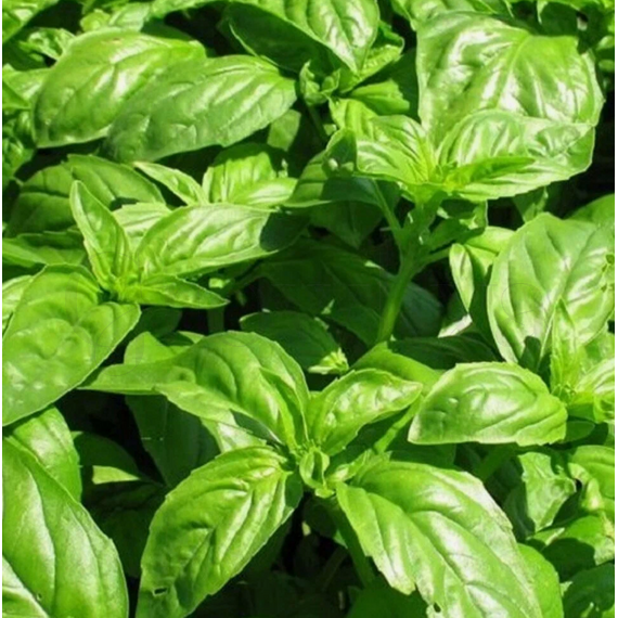Базилик зелёный Король Пряностей 1500 шт РЕДКИЕ СЕМЕНА