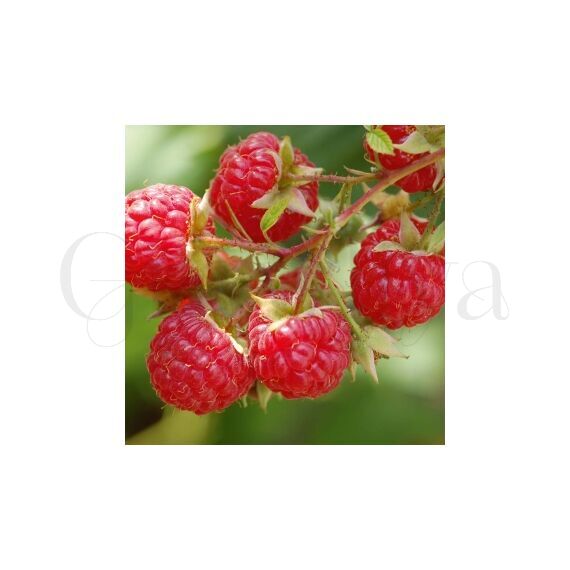 Малина Соблазнительная 10 шт РЕДКИЕ СЕМЕНА