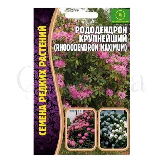 Рододендрон крупнейший РЕДКИЕ СЕМЕНА