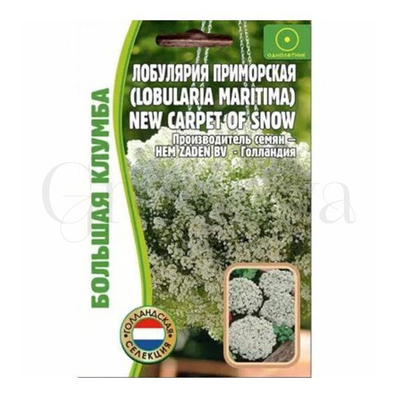 Алисум Лобулярия  New Carpet of Snow 500 шт РЕДКИЕ СЕМЕНА