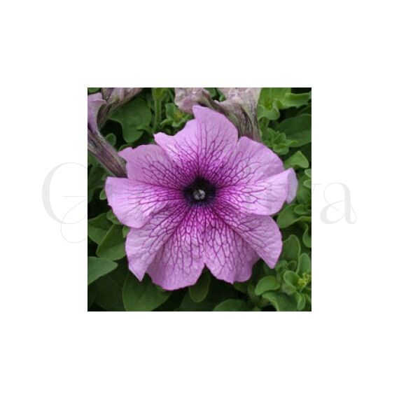 Петуния грандифлора Призм Дьюберри Сандай 100 шт ПОИСК