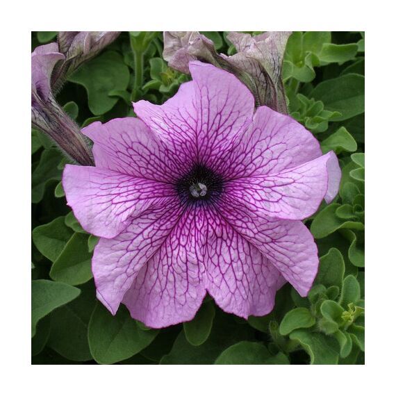 Петуния грандифлора Призм Дьюберри Сандай 10 шт ПОИСК