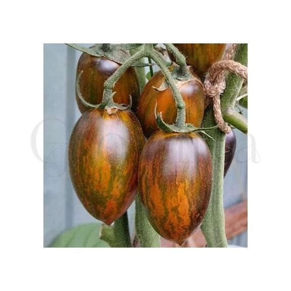 Томат Breds Athomic Grape 5 шт РЕДКИЕ СЕМЕНА