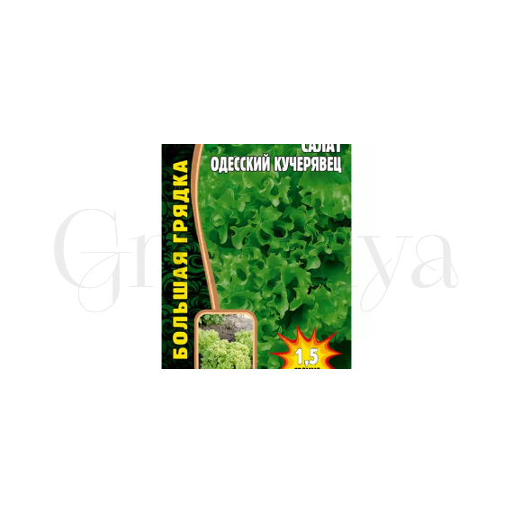Салат Одесский Кучерявец 1,5 г РЕДКИЕ СЕМЕНА
