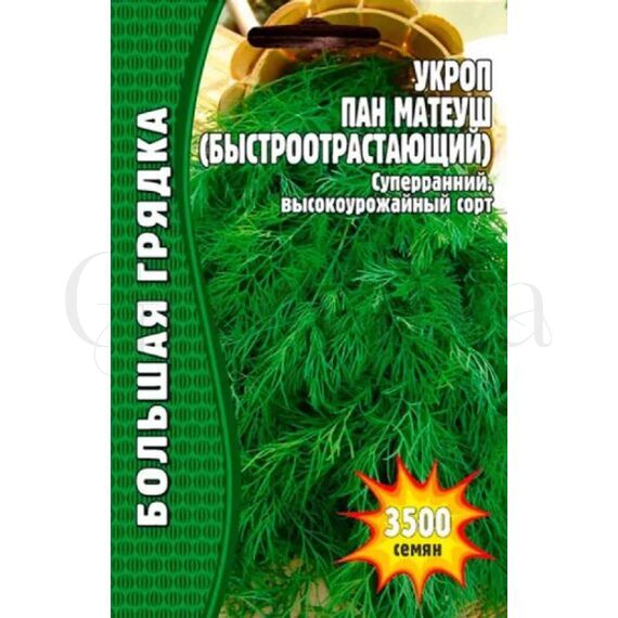 Укроп Пан Матеуш (быстроотрастающий) 2500 шт РЕДКИЕ СЕМЕНА