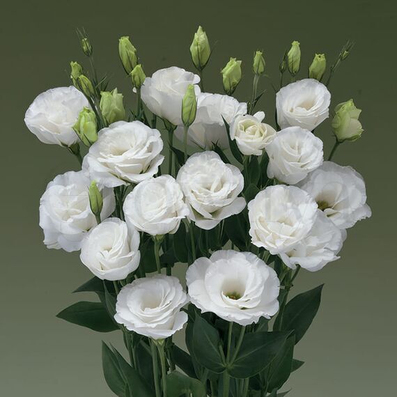 Эустома ABC1  Вайт F1 5 шт РЕДКИЕ СЕМЕНА