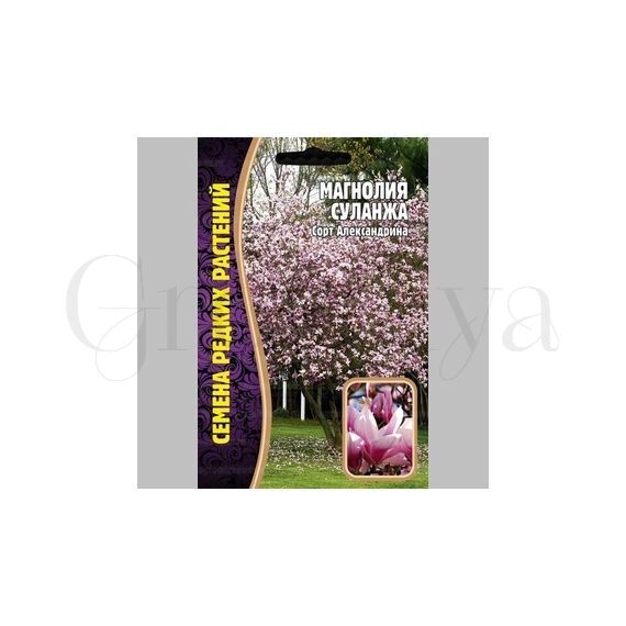 Магнолия Суланжа 3 шт РЕДКИЕ СЕМЕНА