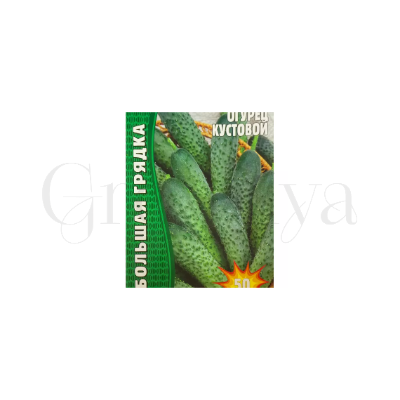 Огурец Кустовой 50 шт РЕДКИЕ СЕМЕНА