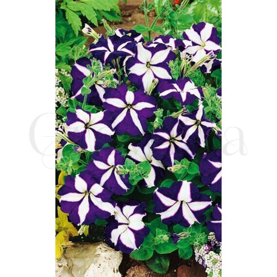 Петуния ампельная Лавина F1 синяя звезда 10 шт ПОИСК