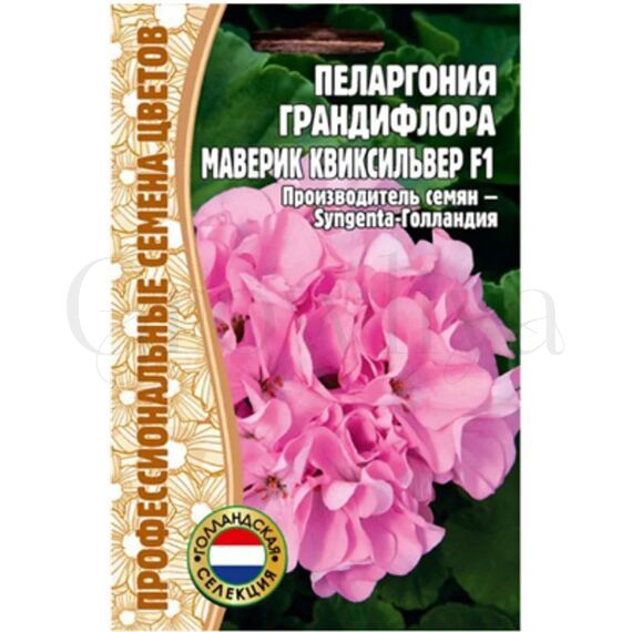 Пеларгония грандифлора Маверик Квиксильвер F1 3 шт РЕДКИЕ СЕМЕНА