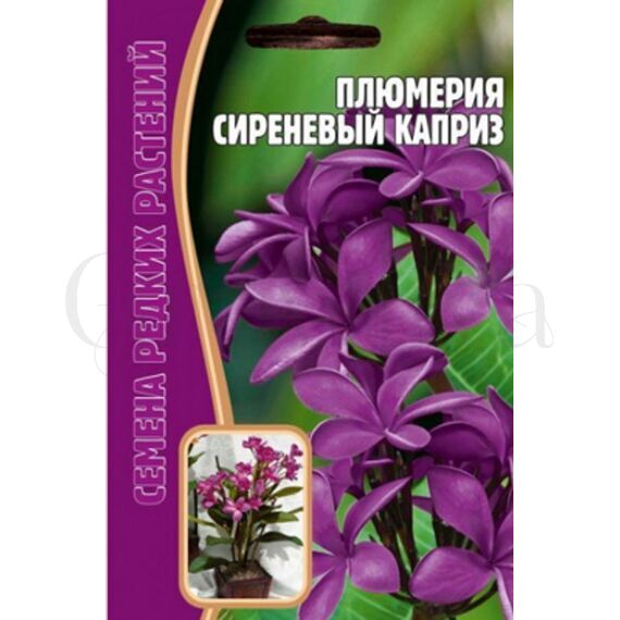 Плюмерия Сиреневый Каприз 3 шт РЕДКИЕ СЕМЕНА