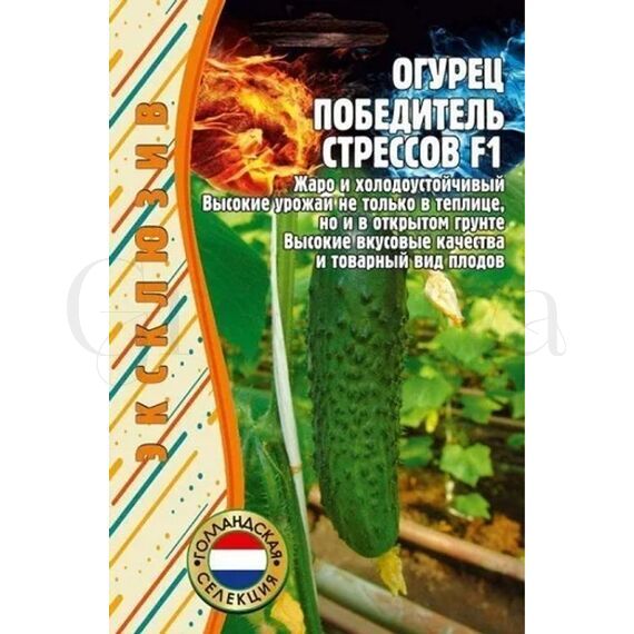 Огурец Победитель Стрессов F1 5+1 шт РЕДКИЕ СЕМЕНА