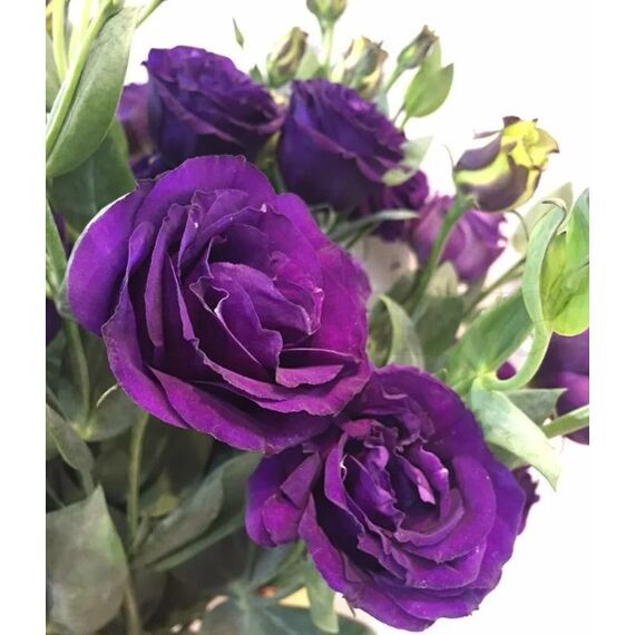 Эустома АВС 1 махровая Пурпл иF1  5 шт  РЕДКИЕ СЕМЕНА