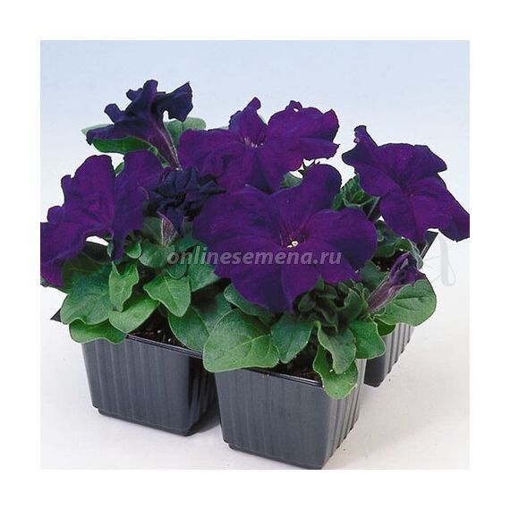 Петуния грандифлора Лимбо Джи Пи Блю  F1 100 шт ПОИСК
