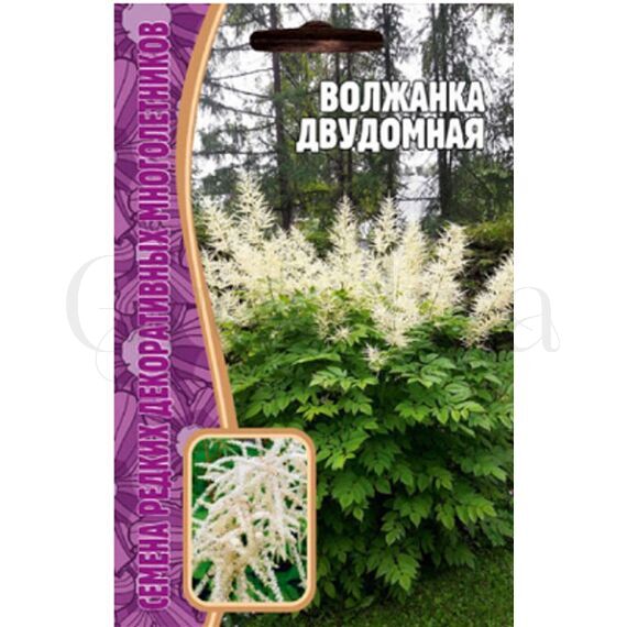 Волжанка двудомная 50 шт РЕДКИЕ СЕМЕНА