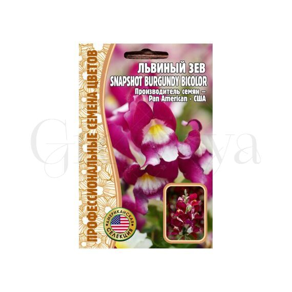 Львиный  Зев Snapshot Burgundy Bicolor F1 5 шт РЕДКИЕ СЕМЕНА