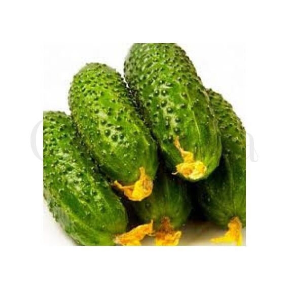 Огурец Полан 10 шт РЕДКИЕ СЕМЕНА