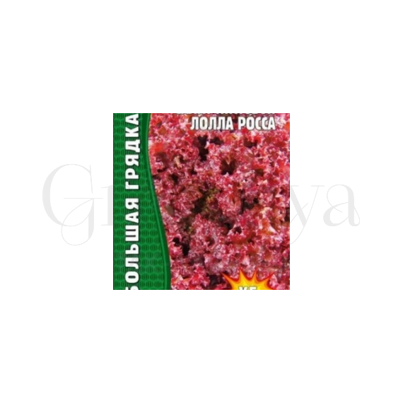 Салат листовой Лолла Росса 500 шт РЕДКИЕ СЕМЕНА
