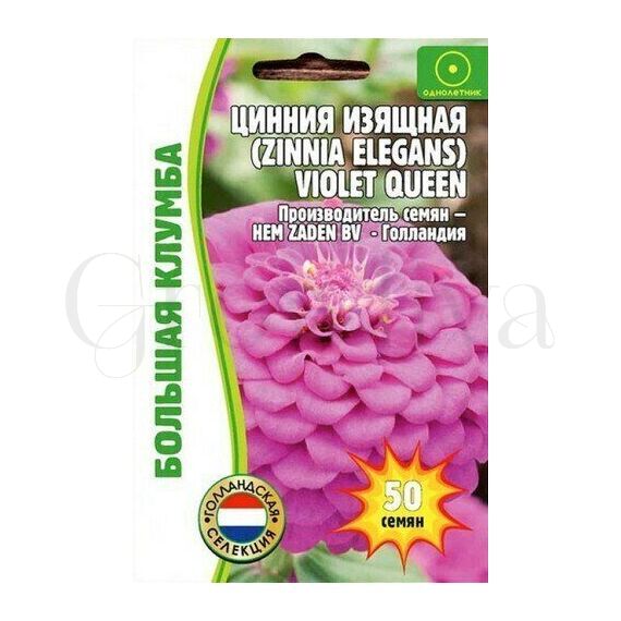 Цинния Виолет Квин изящная РЕДКИЕ СЕМЕНА