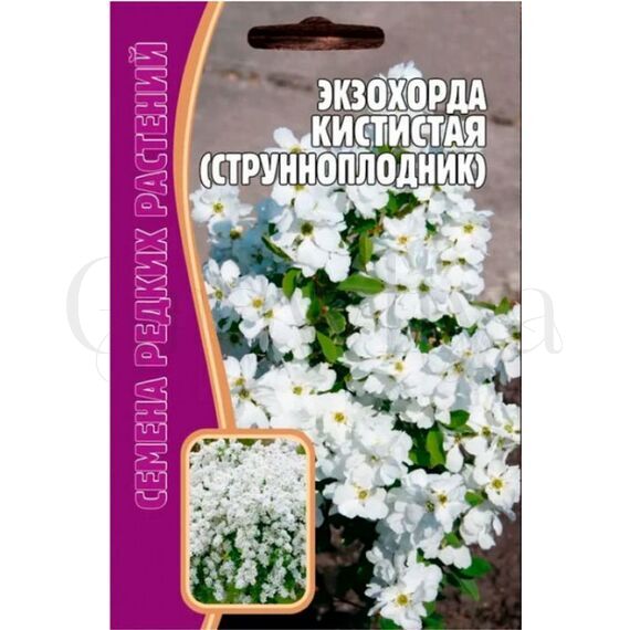 Экзохорда кистистая струнноплодник 7 шт РЕДКИЕ СЕМЕНА