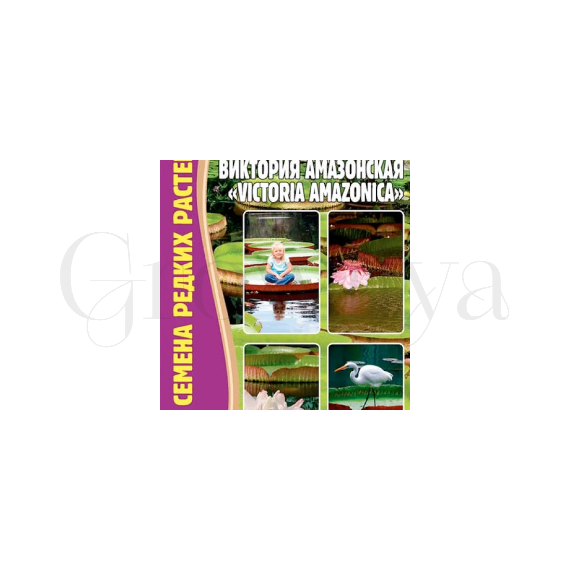 Лотос Гигантский Виктория Амазонская 2 шт РЕДКИЕ СЕМЕНА