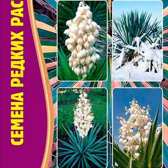 Юкка нитчатая  Yucca filamentosa 15 шт РЕДКИЕ СЕМЕНА