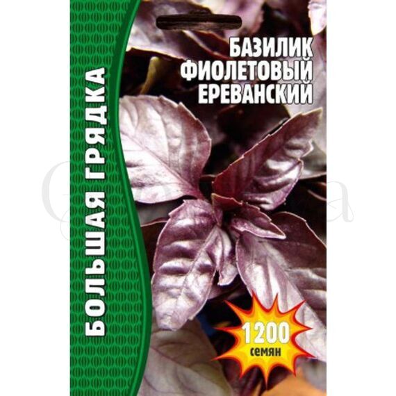 Базилик фиолетовый 1000 шт РЕДКИЕ СЕМЕНА