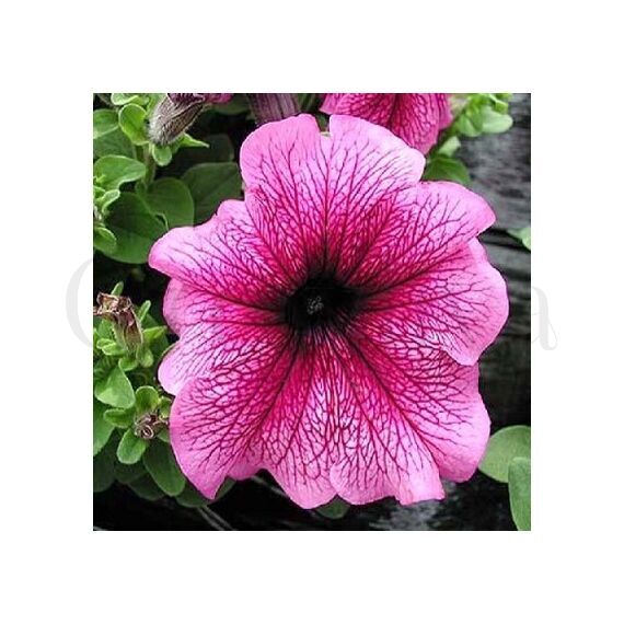 Петуния грандифлора Лимбо Джи Пи Плам F1 100 шт ПОИСК