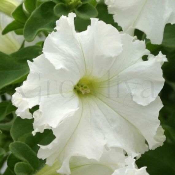 Петуния Фриллитуния Вайт 100 шт ПОИСК