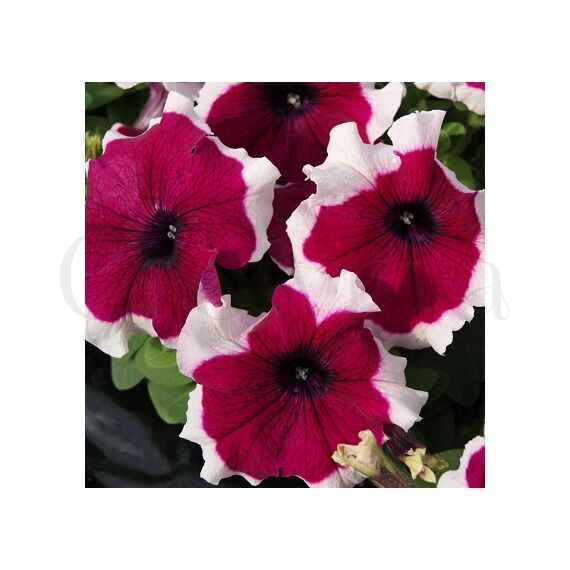 Петуния грандифлора Лимбо Джи Пи Бургунди Пикоти F1 100 шт ПОИСК