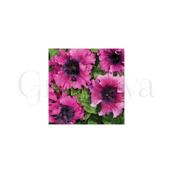 Петуния превосходнейшая Бордовая 100 шт ПОИСК