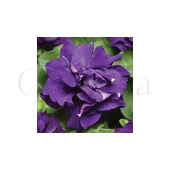 Петуния махровая многоцветковая Дуо Блю 100 шт ПОИСК