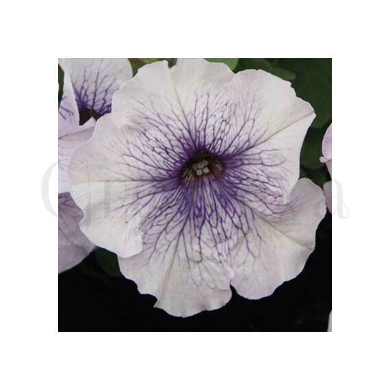 Петуния грандифлора Лимбо Джи Пи Сильвер Блю F1 100 шт ПОИСК