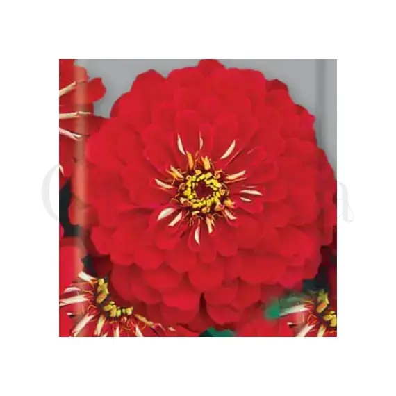 Цинния Orange King изящная РЕДКИЕ СЕМЕНА