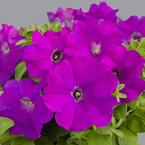 Петуния мультифлора Мамбо Джи Пи Виолет 100 шт ПОИСК