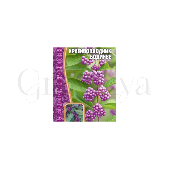 Красивоплодник Бодинье 7 шт РЕДКИЕ СЕМЕНА