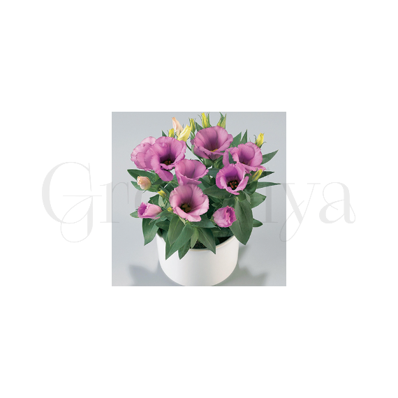 Эустома кр цв Сюита Лиловая 5 шт ПОИСК