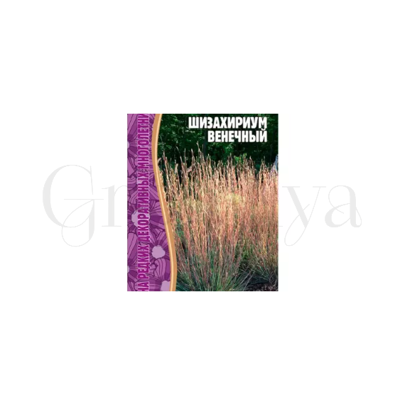 Шизахириум Венечный 20 шт РЕДКИЕ СЕМЕНА