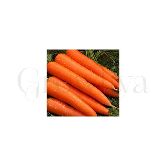 Морковь Лосиноостровская 5000 шт РЕДКИЕ СЕМЕНА