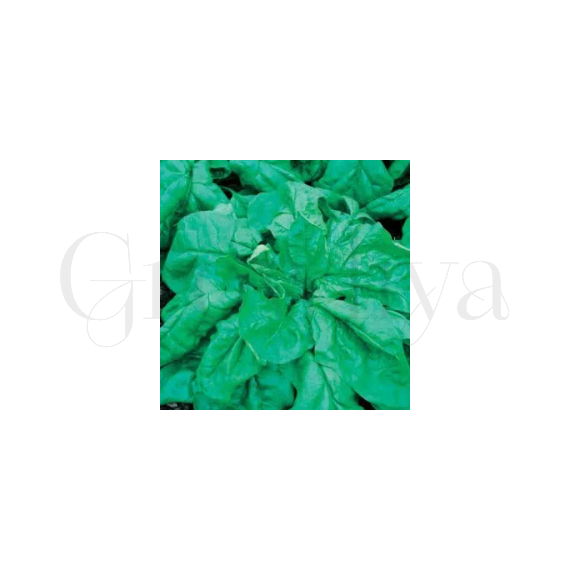 Шпинат Жирнолистный РЕДКИЕ СЕМЕНА