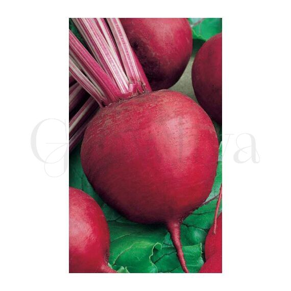 Свекла Бордо 5г РЕДКИЕ СЕМЕНА